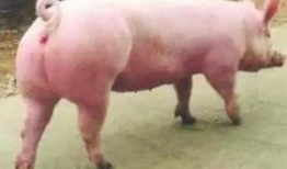 母猪交配视频,繁殖奥秘一窥究竟